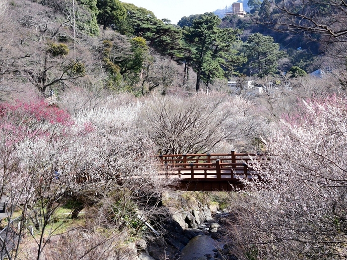 熱海梅園※イメージ