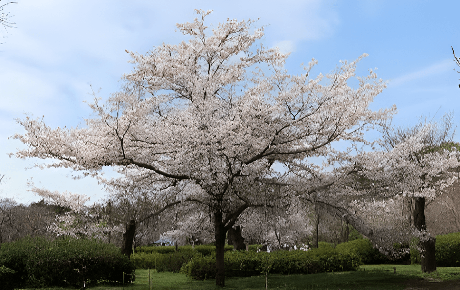 さくら園の‘神代曙’の若木（令和７年撮影）