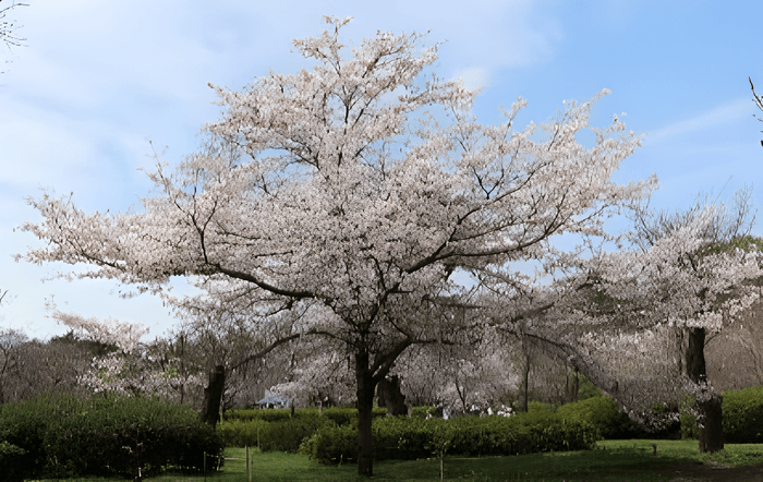 さくら園の‘神代曙’の若木(令和7年撮影)