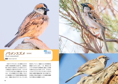 せかいのスズメ図鑑 ウメンスズメ