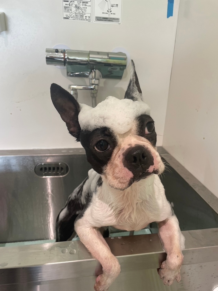 トリミングサロン(3)