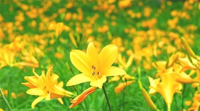 六甲高山植物園　一面に広がる黄色の花畑 約2,000株のニッコウキスゲが見頃です！