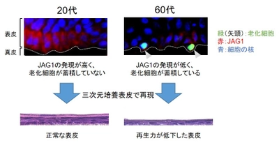 皮膚から老化細胞が排除されるメカニズムを解明 タンパク質「JAG1」が皮膚における老化細胞の排除を制御している