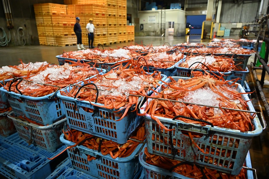 魚津港で水揚げされた紅ズワイガニ