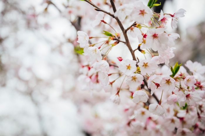 昨年の桜の様子(2)