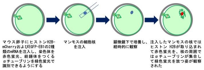 図1.ライブセルイメージングによりマンモス細胞核の生物学的活性の兆候を視覚化