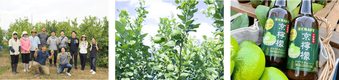 左から、京檸檬の収穫応援にて、京檸檬の果実、京檸檬と「寶CRAFT」<京檸檬>