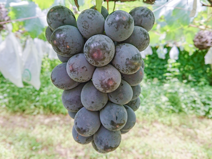 おがわら農園 種なし巨峰