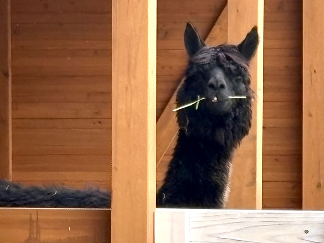 ヒラちゃん(黒色)