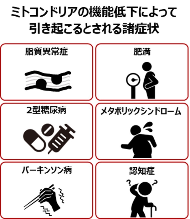 ミトコンドリアの低下によって引き起こるとされる諸症状