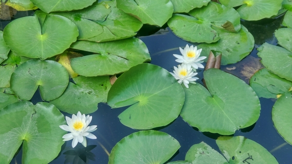 スイレン(7月11日撮影)