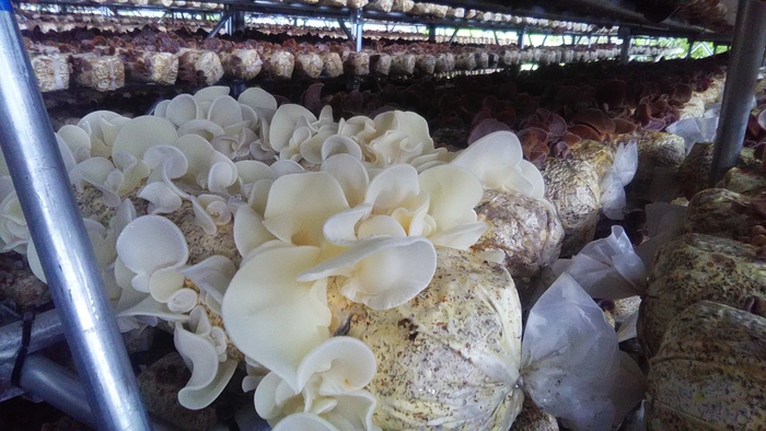 白色のアラゲキクラゲも量産可能。美容食材としても注目が集まる