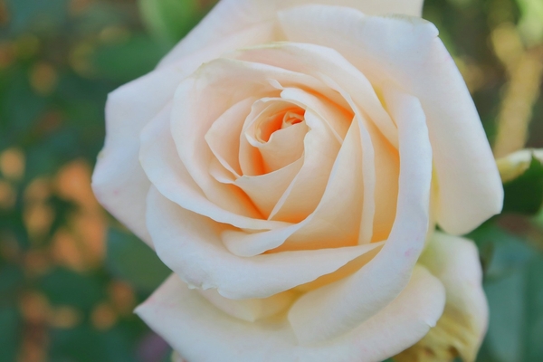 バニラ・パフューム