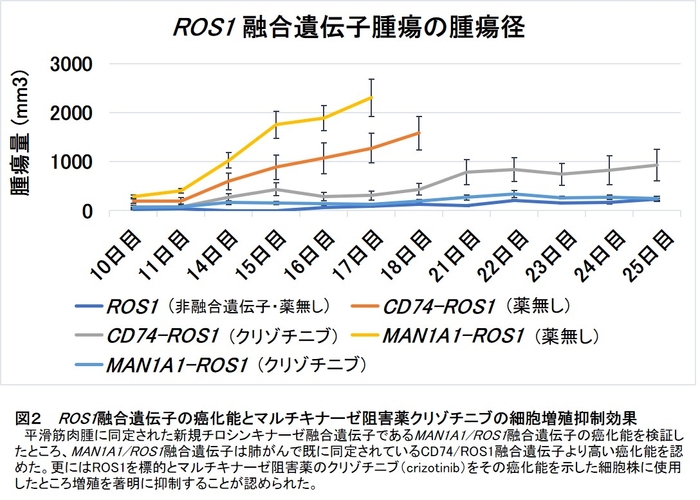 図２　 ROS1融合遺伝子の癌化能とマルチキナーゼ阻害薬クリゾチニブの細胞増殖抑制効果