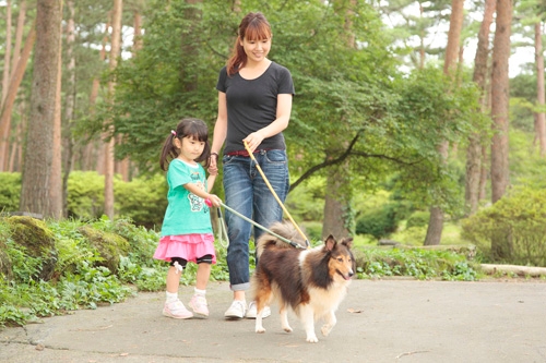 人気のレンタル犬