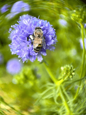 緑と花とミツバチが彩る夏へ　医療複合施設 i-Mall 「緑の回廊プロジェクト」