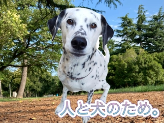 「人も犬も本当の意味で住みやすい街づくりを」 クラウドファンディングを実施　 ～おさんぽマナーの統一で地域貢献。災害時の同行避難問題も解消～