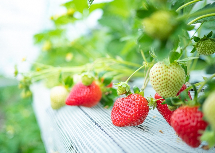 いちご狩り(イメージ1)