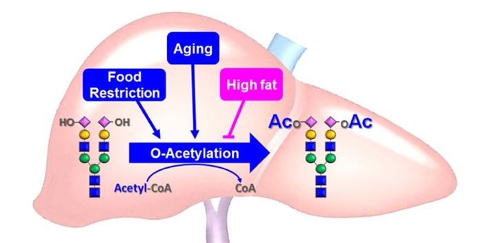 ラット肝臓において糖鎖末端のシアル酸のアセチル化に影響を及ぼす要因を示した図。　シアル酸（◆）のアセチル化（Ac化）は加齢（Aging）に伴い上昇し、カロリー制限（Food Restriction）により促進され、高脂肪食（High fat）により抑制される。