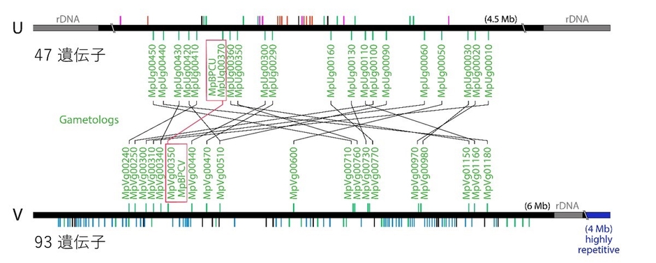 図1 ゼニゴケのメス性染色体（U）とオス性染色体（V）の遺伝子構成　縦線は各性染色体の上の遺伝子を示す。今回、同定したフェミナイザー遺伝子とその性染色体間相同遺伝子（ガメトログ）を四角で囲む。