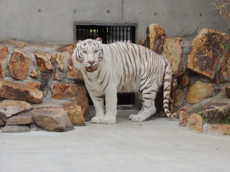 アパート経営のアイケンジャパン×池田動物園(岡山県)　 絶滅危惧種のホワイトタイガー、獣舎サポーターを継続