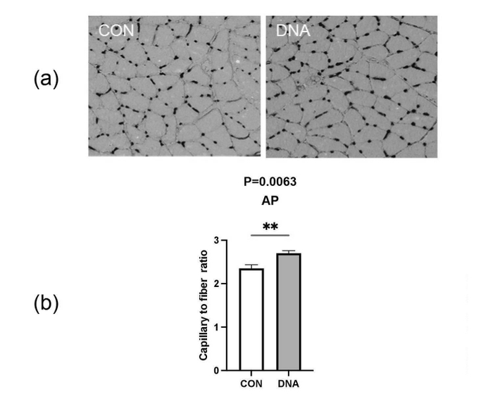 図1. DNA摂取による筋肉組織の毛細血管新生促進