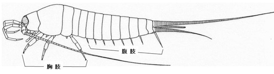 図１　イシノミ。翅を獲得する以前の原始的な体制を示していて、腹部にも肢の名残の8対の「腹肢」がある。