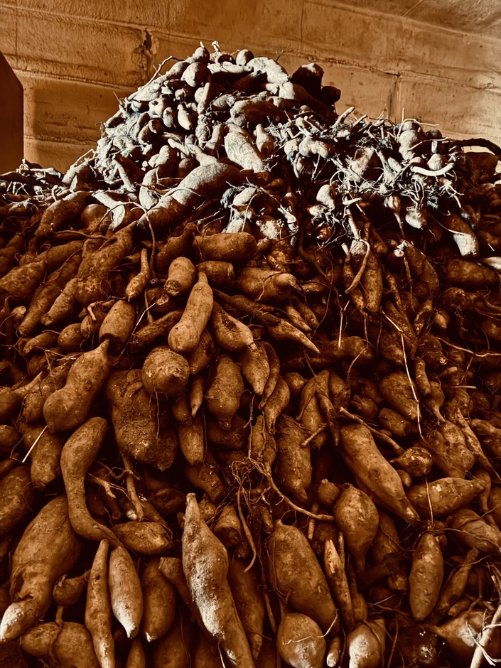 山積みになった５ｔのヤーコン