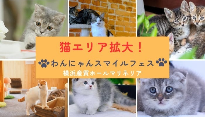 猫エリア拡大イメージ
