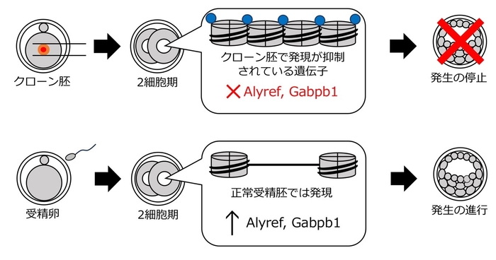 AlyrefとGabpb1の発現の有無による、クローン胚と受精卵の発生の流れ
