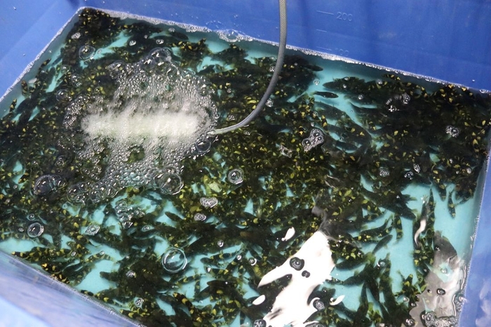 昨年11月、センターで養殖が始まったころの体重はわずか5㌘でした