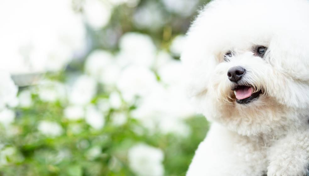 愛犬へのアロマケアが学べる「ナチュラルドッグアロマケアコース」で春の受講キャンペーンを実施中