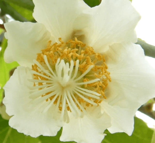 図２　A：雌花。中央の白くて細長いものが柱頭。