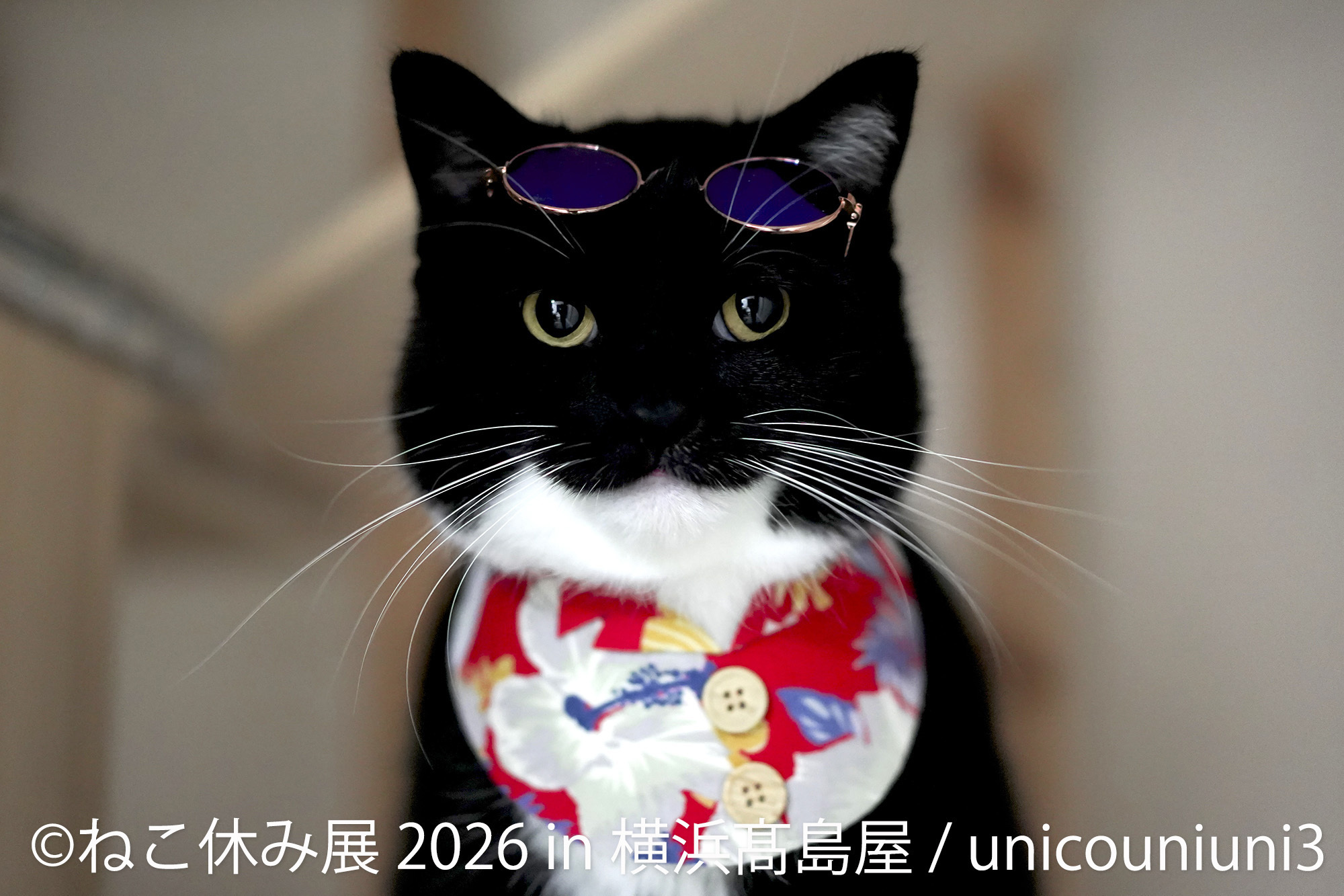 猫と犬のかわいさに癒やされる6日間！横浜高島屋で 「ねこ休み展