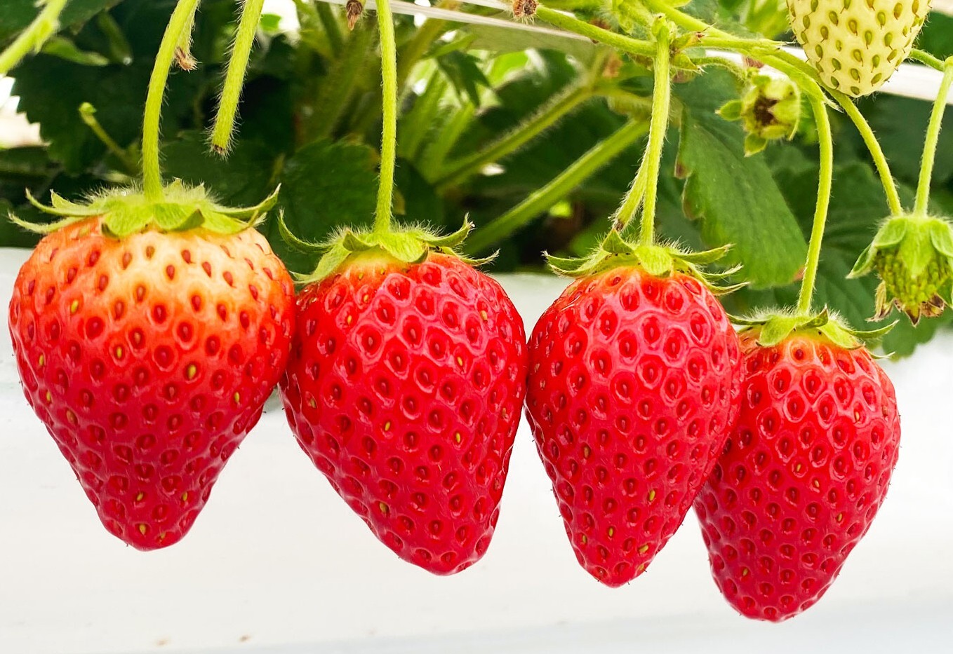 JAL AGRIPORT共催『いちご狩り体験』