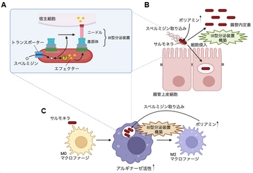 病原細菌サルモネラは宿主ポリアミンを利用し、病原因子III型分泌装置を構築することにより、感染する　— ポリアミンの制御は、細菌感染を抑制する可能性を発見 —