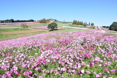 「兵庫県立公園 あわじ花さじき」の「コスモス」（見ごろ：10月中旬～11月上旬）　©あわじ花さじき