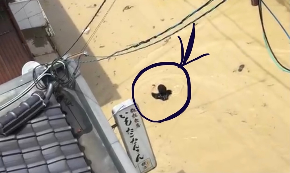 いつも歩いている通りを泳ぐ