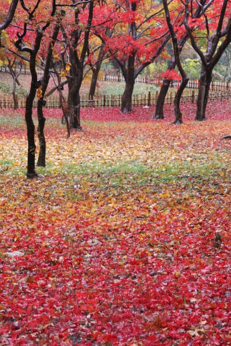 かえで園紅葉の絨毯