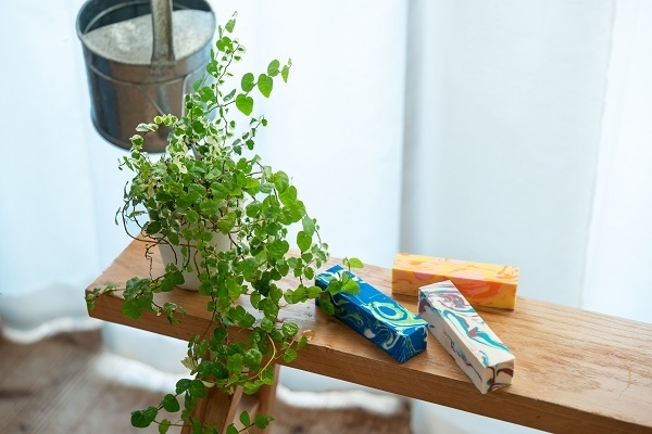 植物の水やりのときに