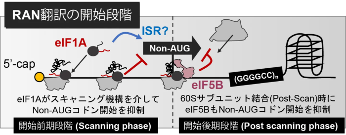 図2 本研究で解明されたRAN翻訳の開始段階の制御機構 eIF1AとeIF5BはどちらもAUGではない翻訳開始コドン「Non-AUGコドン」を見つけて抑制するが、それぞれが働くタイミングが異なる。