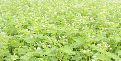 近畿大学附属和歌山中学校の生徒が「近大おいし蕎麦」の収穫を体験　12月には「信州そば うどん 信濃路」で販売予定