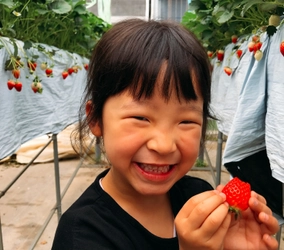 “学んで遊べて、そして食べられる”いちご狩り1/3オープン！ 最新 太陽光利用型環境制御ハウスを利用した＠FARMのいちご狩り