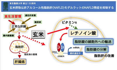 東京農業大学とアルファー食品による共同研究　 非アルコール性脂肪肝は「玄米」で予防・抑制できる　 ～そのメカニズムはビタミンA代謝の亢進！～