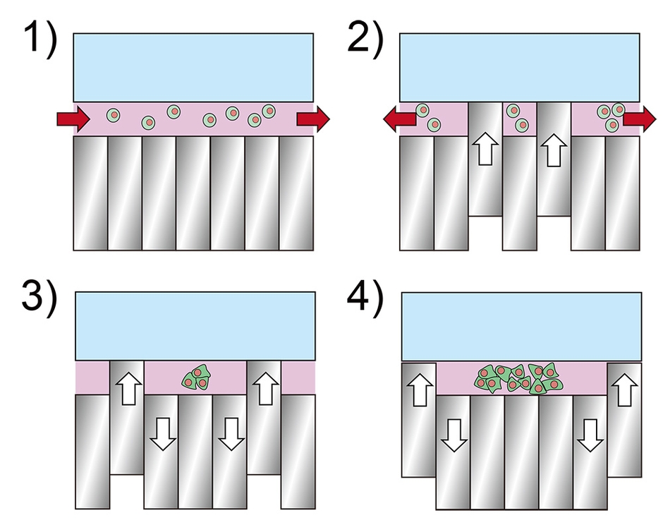 培養面積徐変による長期培養細胞の方法