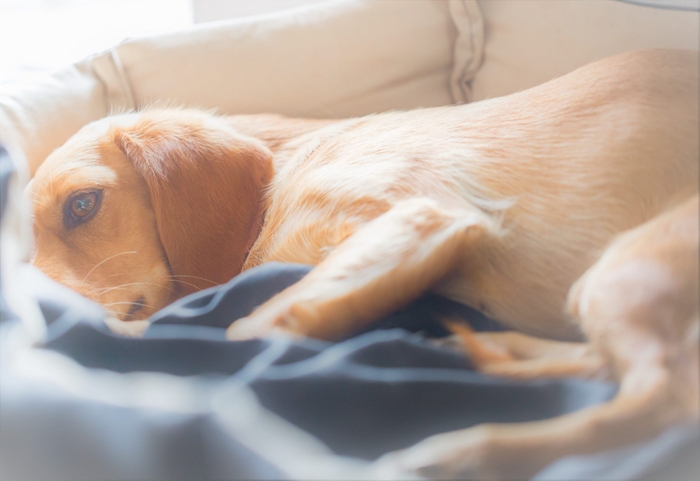 Sick dog rests in the pelvis after surgery, looking tired