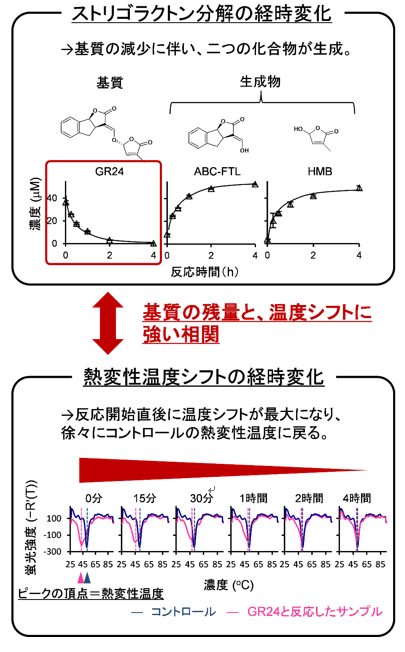 図3 D14によるストリゴラクトンの加水分解の継時的な解析(左)と、DSF法によるD14の熱変性温度変化の継時的な解析(右)の比較。