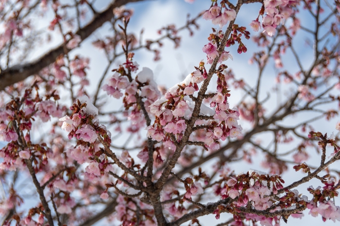 令和5年1月25日現在の開花状況（かみね公園）