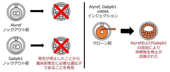 左:ゲノム編集による機能の阻害、右:遺伝子発現操作による発生の改善