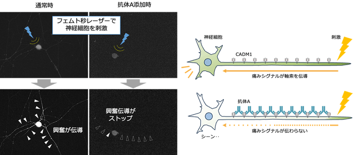  神経細胞にレーザーを照射して刺激すると、興奮が神経線維上を伝導する（通常時）。　事前に抗体Aを投与しておくと、この神経線維上の興奮伝導が停止する（抗体A添加時）。